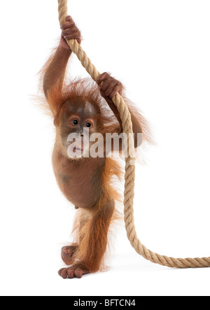 Baby Sumatran Orangutan hanging on rope, 4 months old, in front of white background Stock Photo