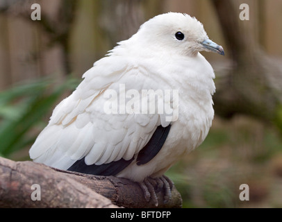 Pied Imperial Pigeon (ducator bicolour) Stock Photo