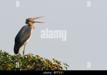 Lesser Adjutant Stock Photo