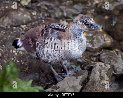 Hawaiian Goose Gosling (branta sandvicensis) Stock Photo