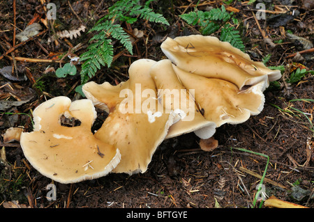 Russula ochroleuca Fungi growing under Braken and Pine Trees Stock Photo