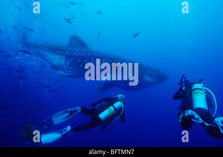 Whale shark. Underwater off Darwin Island, in the Galapagos. Rhincodon Typus. Underwater marine life of the Galapagos Islands. Stock Photo