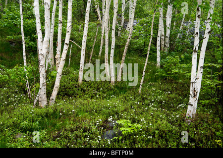 Grove of white birch trees and flowering Labrador tea in spring, Greater Sudbury, Ontario, Canada Stock Photo