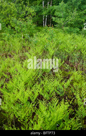 Bracken fern (Pteridium aquilinum) Colony in spring, Greater Sudbury, Ontario, Canada Stock Photo