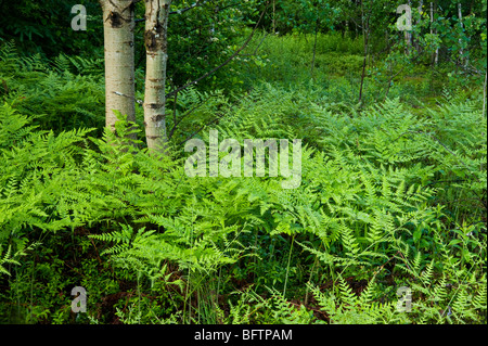 Bracken fern (Pteridium aquilinum) Colony in spring, Greater Sudbury, Ontario, Canada Stock Photo