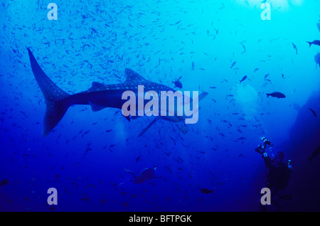 Whale shark. Underwater off Darwin Island, in the Galapagos. Rhincodon Typus. Underwater marine life of the Galapagos Islands. Stock Photo