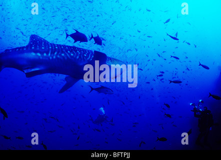 Whale shark. Underwater off Darwin Island, in the Galapagos. Rhincodon Typus. Underwater marine life of the Galapagos Islands. Stock Photo