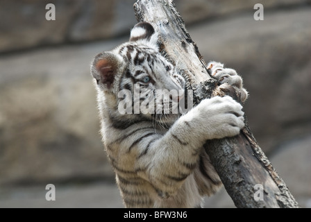 White tiger Stock Photo