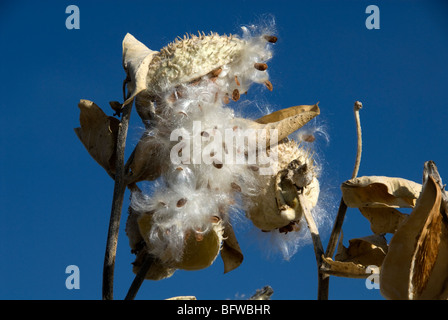 Common Milkweed, Asclepias syriaca Stock Photo