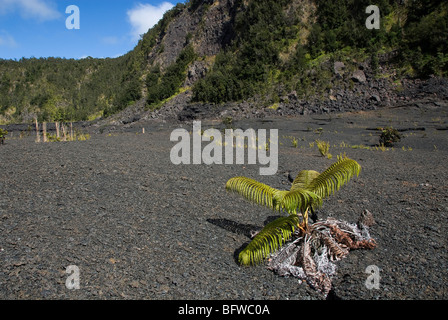 Fern in the Kilauea Iki Crater Hawaii Volcanoes National Park Hawaii USA Stock Photo