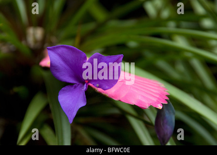 Pink Quill Tillandsia cyanea from Equador Hawaii Tropical Botanical Garden Hawaii USA Stock Photo