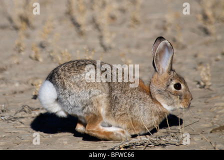 Desert Cottontail Sylvilagus audubonii Chaco Culture National Historical Park New Mexico USA Stock Photo