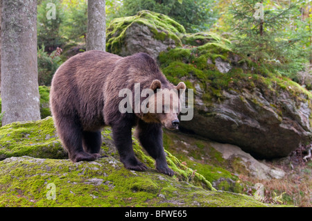 Braunbär (Ursus arctos) - European Brown Bear