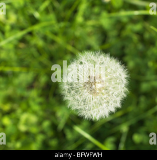 Dandelion in field, bird's eye view Stock Photo