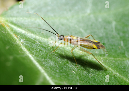 Small Hemipteran on leaf showing the extended mouthparts in close-up Stock Photo