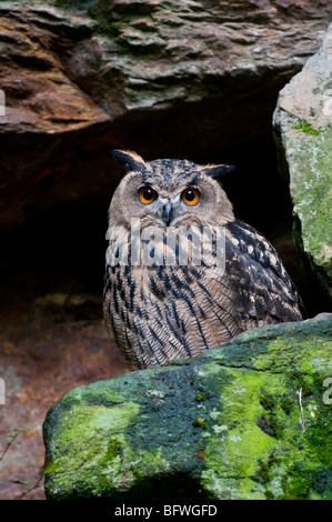 Uhu (Bubo bubo) Eagle Owl Stock Photo