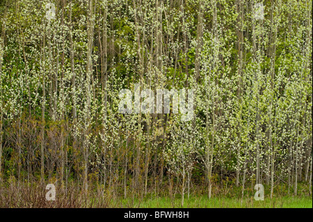 New foliage in poplar grove, Greater Sudbury, Ontario, Canada Stock Photo