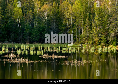 Spring reflections in beaver pond, Greater Sudbury, Ontario, Canada Stock Photo