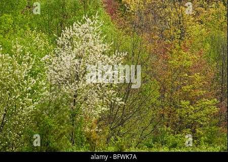 Flowering pin cherry in mixed woodlot with birch and red maple, Killarney, Ontario, Canada Stock Photo