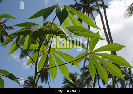 Cassava Leaves Manihot esculenta Taken At Bububu, Zanzibar. Stock Photo