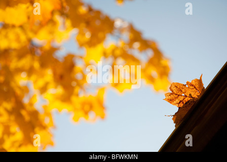 Fallen maple leaf at the edge of eaves Stock Photo