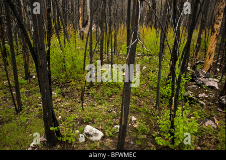 Forest fire regeneration. Aspens, shrubs and herbs growing among charred tree trunks, Greater Sudbury, Ontario, Canada Stock Photo