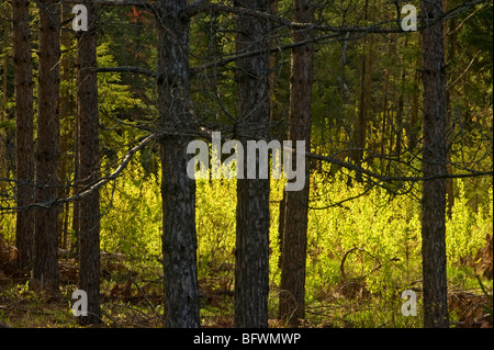 Red pine grove with fresh green foliage in understory, Greater Sudbury, Ontario, Canada Stock Photo