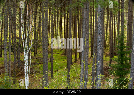 Red pine grove with fresh green foliage in spring understory, Greater Sudbury, Ontario, Canada Stock Photo