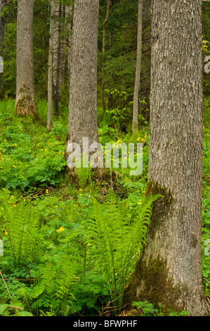 Moist woodland with marsh marigolds and ferns, Killarney, Ontario, Canada Stock Photo