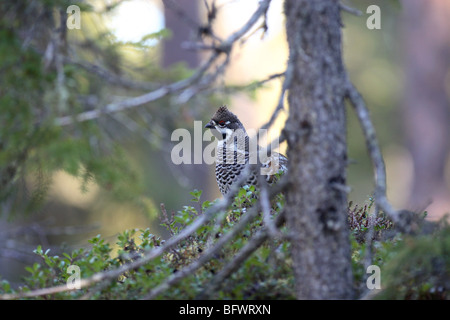 hazel hen sitting in forest environnement Stock Photo