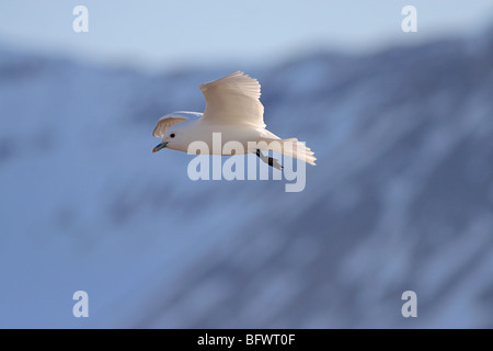 ivory gull flying against tundra and snow in Svalbard Stock Photo