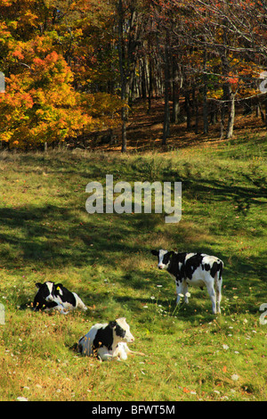 Cows in meadow along Blue Ridge Parkway near Tye River, Virginia Stock Photo