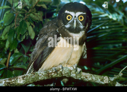 Spectacled Owl, (Pulsatrix perspicillata), Costa Rica (Captive adult) Stock Photo