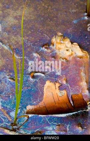 Colourful oil spill in roadside ditch with emerging grasses and fragment of birch bark, Greater Sudbury, Ontario, Canada Stock Photo