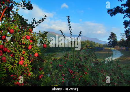 Dickie Brothers Apple Orchard at Massies Mill, Nelson County, Virginia Stock Photo