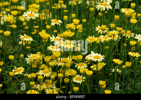 Anthemis tinctoria Mrs E C Buxton Yellow flowers of golden chamomile Closeup macro detail close up Stock Photo