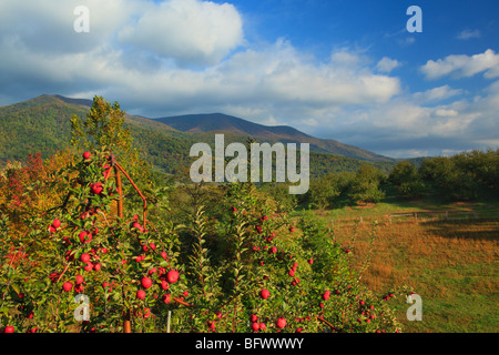 Dickie Brothers Apple Orchard at Massies Mill, Nelson County, Virginia Stock Photo