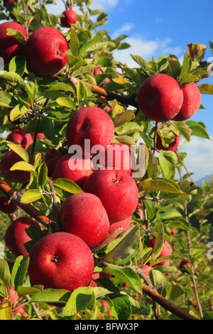 Dickie Brothers Apple Orchard at Massies Mill, Nelson County, Virginia Stock Photo