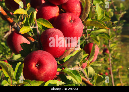 Dickie Brothers Apple Orchard at Massies Mill, Nelson County, Virginia Stock Photo