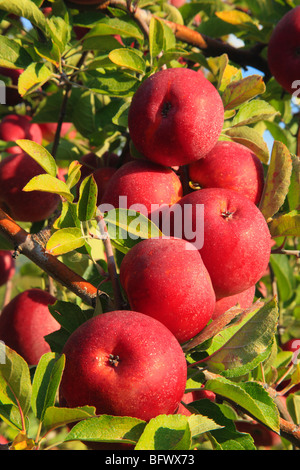 Dickie Brothers Apple Orchard at Massies Mill, Nelson County, Virginia Stock Photo