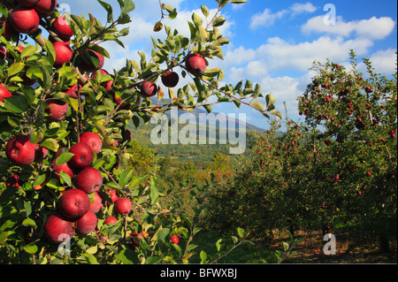 Dickie Brothers Apple Orchard at Massies Mill, Nelson County, Virginia Stock Photo