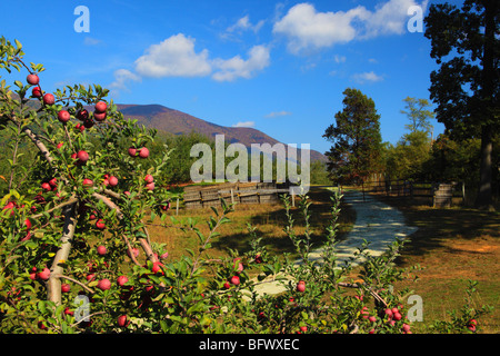 Dickie Brothers Apple Orchard at Massies Mill, Nelson County, Virginia Stock Photo