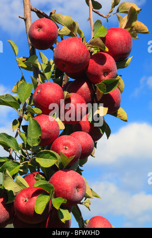 Dickie Brothers Apple Orchard at Massies Mill, Nelson County, Virginia Stock Photo