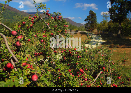 Dickie Brothers Apple Orchard at Massies Mill, Nelson County, Virginia Stock Photo