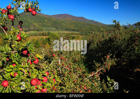 Dickie Brothers Apple Orchard at Massies Mill, Nelson County, Virginia Stock Photo