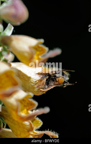 foxglove Digitalis stewartii honey bee enter entering flower bloom blossom collect pollen closeup close up detail macro Stock Photo