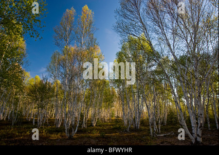Birch trees with emerging foliage in morning light, Greater Sudbury, Ontario, Canada Stock Photo