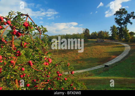 Dickie Brothers Apple Orchard at Massies Mill, Nelson County, Virginia Stock Photo