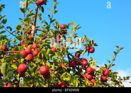 Dickie Brothers Apple Orchard at Massies Mill, Nelson County, Virginia Stock Photo