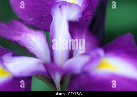 japanese water iris ensata laughing lion single one flower bloom blossom color colour closeup Stock Photo